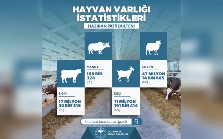 2025 Yılı Hayvan Varlığı İstatistikleri Açıklandı