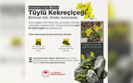 Küre Dağları’ndan Doğaya Yeni Bir Miras: Tüylü Kekreçiçeği Keşfedildi