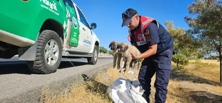 Muş’ta yol kenarında çuvalda bulunan yavru köpekleri jandarma kurtardı