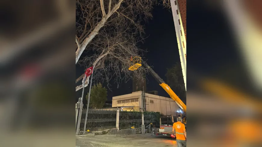 Dolmabahçe ve Çırağan Caddesi’nde Kanserli Ağaçlara Müdahale