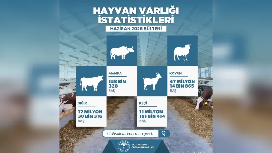 2025 Yılı Hayvan Varlığı İstatistikleri Açıklandı