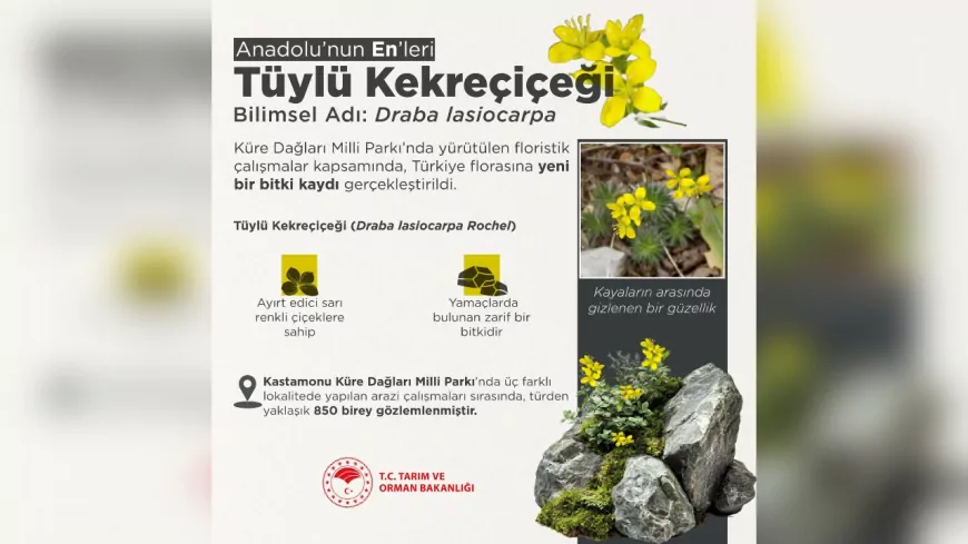 Küre Dağları’ndan Doğaya Yeni Bir Miras: Tüylü Kekreçiçeği Keşfedildi