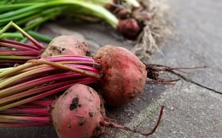 TÜRKŞEKER, 2025-2026 Şeker Pancarı Alım Fiyatını 3.100 TL Olarak Güncelledi