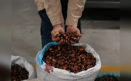 Coğrafi İşaretli Düzce Kuzu Kestanesi Pazarda Yerini Aldı