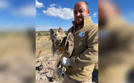 Yaralı Puhu Kuşu Tedavisinin Ardından Doğaya Bırakıldı