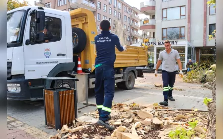 Yalova’da Anıt Ağaçlara Bilimsel Bakım ve Budama Çalışmaları Sürüyor