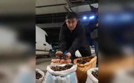 Düzce Kuzu Kestanesi Tezgâhta: Kestane Pazarı’na Yoğun İlgi