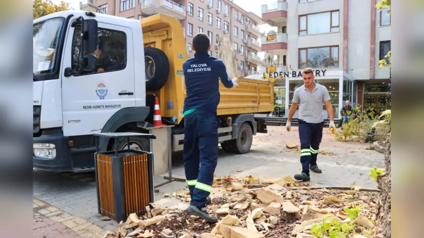 Yalova’da Anıt Ağaçlara Bilimsel Bakım ve Budama Çalışmaları Sürüyor