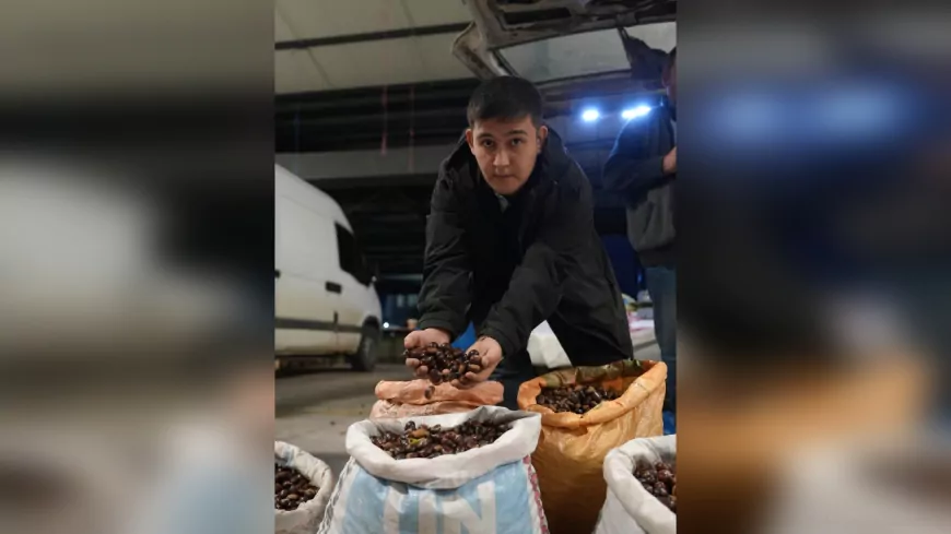 Düzce Kuzu Kestanesi Tezgâhta: Kestane Pazarı’na Yoğun İlgi