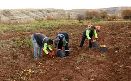 Çankırı Belediyesi'nden Tarıma Yerli Katkı: Patates Hasadı Rekor Verimle Tamamlandı