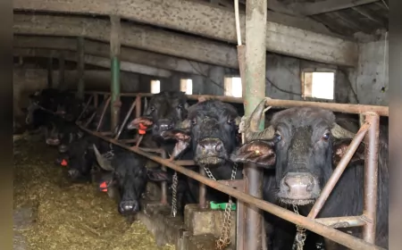 Kocaeli’de Manda Sayısı Büyükşehir’in Destekleriyle Artıyor