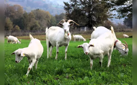 Burası Alpler Değil, Kocaeli: Sütotu Desteği Meraları Yeşertti