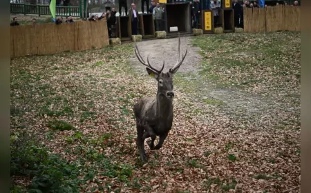 Kocaeli’de 8 Kızıl Geyik Daha Doğaya Salındı