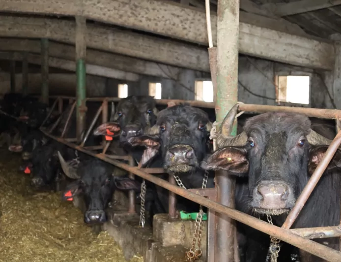 Kocaeli’de Manda Sayısı Büyükşehir’in Destekleriyle Artıyor