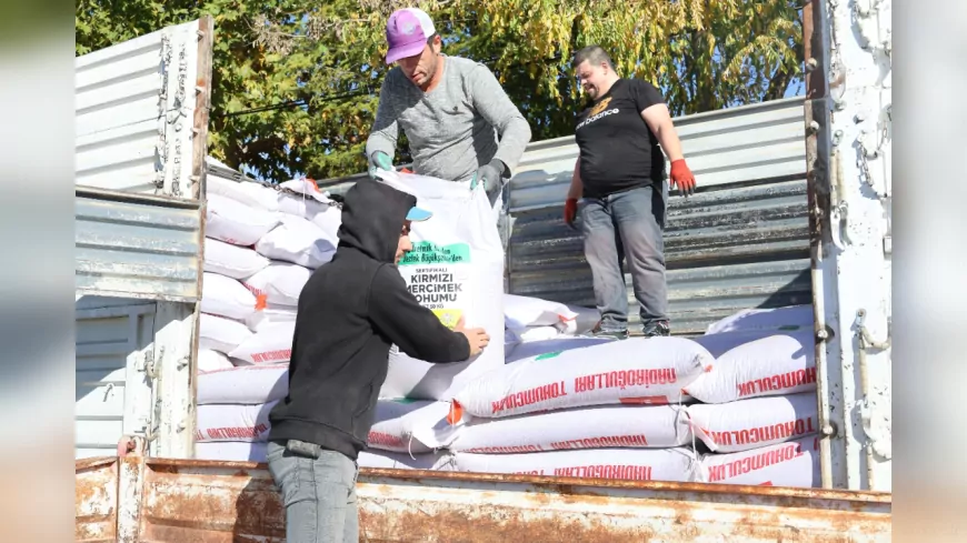 Konya Büyükşehir’den Kuraklığa Dayanıklı Mercimek Tohumu Desteği: 49 Bin Kilogram Dağıtılıyor