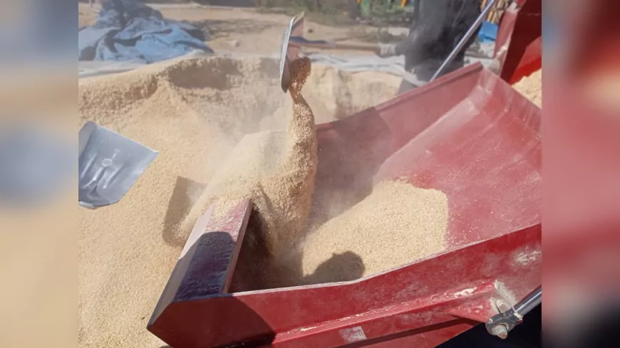 Büyükşehir’den Üreticiye Yerli Yem ve Balya Desteği: Tohumdan Çuvala Tamamen Belediyeden