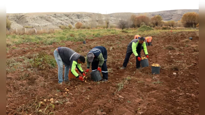 Çankırı Belediyesi'nden Tarıma Yerli Katkı: Patates Hasadı Rekor Verimle Tamamlandı