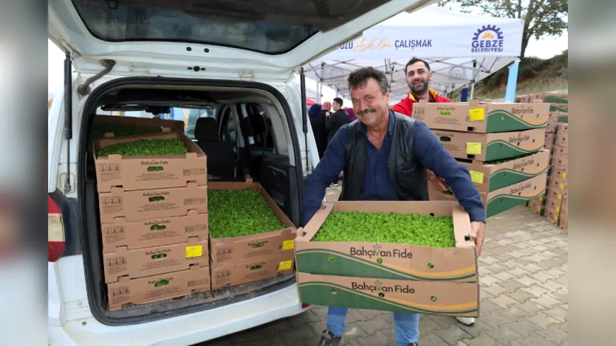 Kocaeli Büyükşehir'den Gebzeli Çiftçiye 500 Bin Sebze Fidesi Desteği