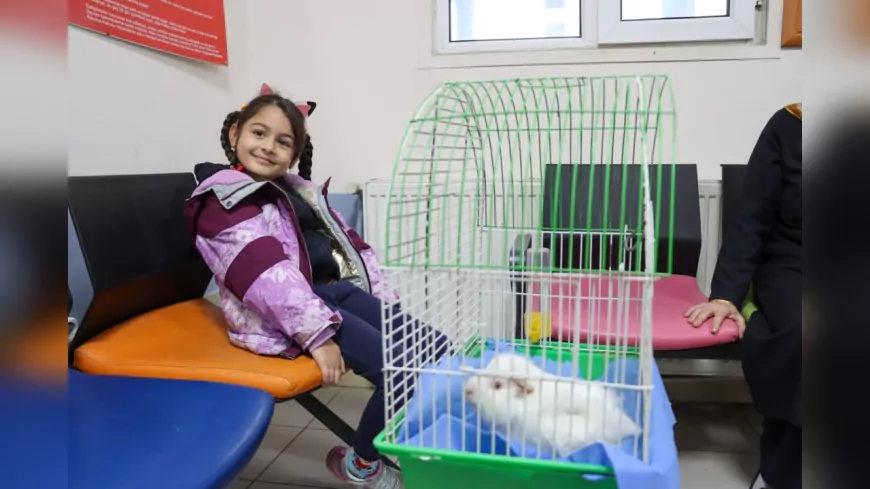 Sevimli Ginepig Yeni Yuvasına Kavuştu