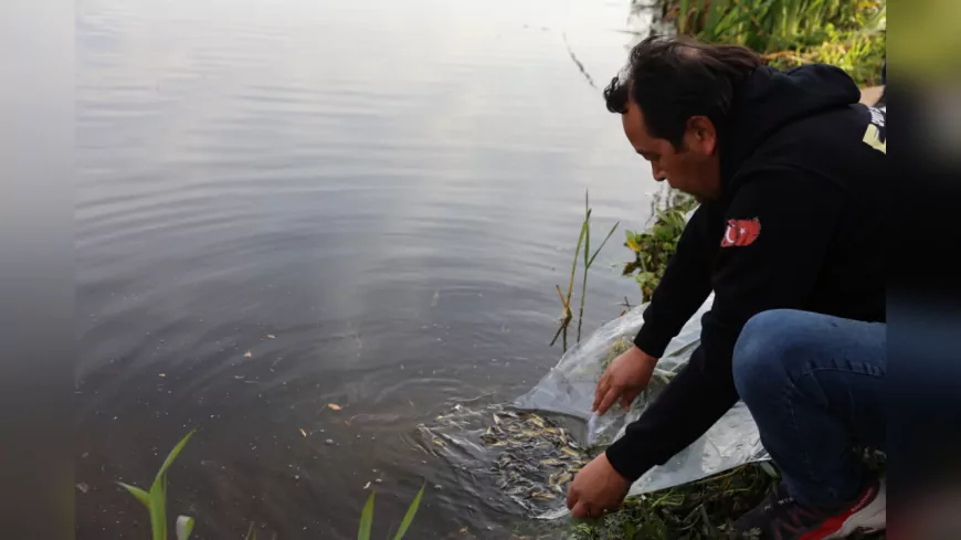 Porsuk Çayı’na 5 Bin Aynalı Sazan Bırakıldı: Doğal Yaşama Güçlü Destek