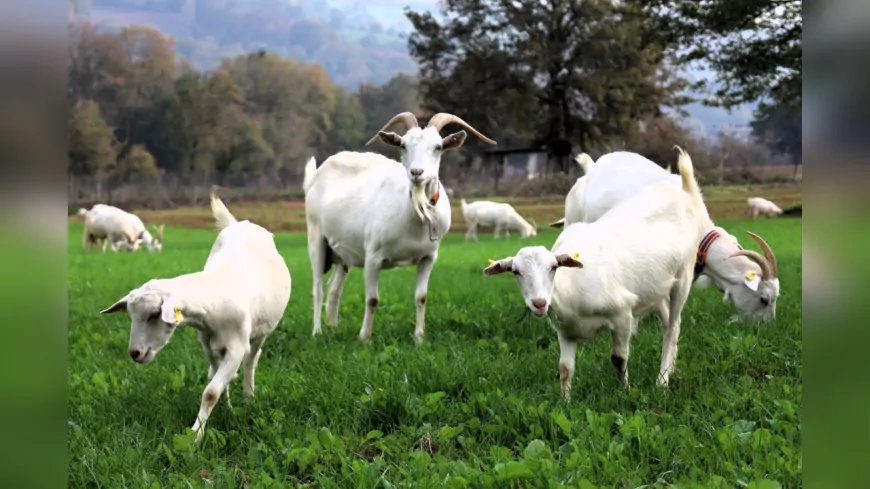 Burası Alpler Değil, Kocaeli: Sütotu Desteği Meraları Yeşertti