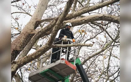 Düzce Belediyesi’nden Kış Öncesi Ağaç Budama Hamlesi