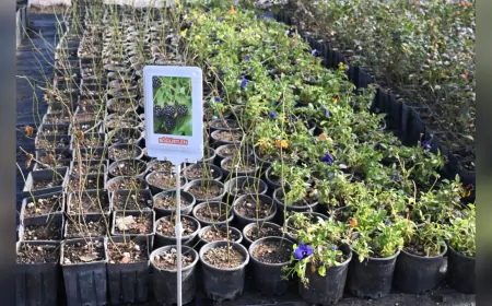 Kırşehir Belediyesi, Kır-Köy’de Sera Ortamında Bitki Üretimine Başladı