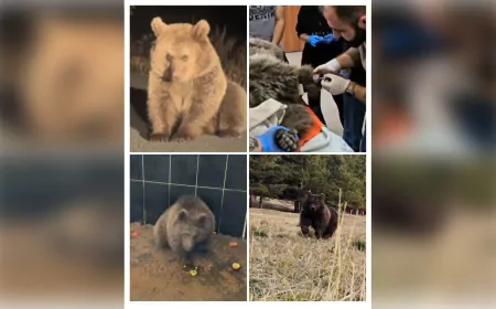 Yaralı Bulunan Yavru Boz Ayı Tedavi Edilip Doğaya Bırakıldı