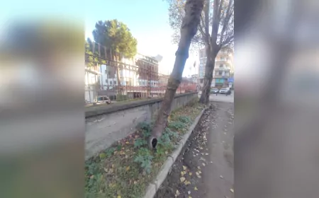 Trabzon Büyükşehir Belediyesi'nden Ağaç Kesimi İddialarına Yalanlama