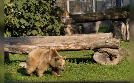 İzmir Doğal Yaşam Parkı’na Yeni Misafirler