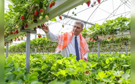 İzmir Büyükşehir Belediyesi’nden Üreticiye 550 Milyon TL’lik Destek