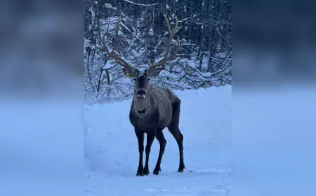 Karla Kaplı Kuzuyayla’da GPS Tasmalı Kızıl Geyik Görüntülendi