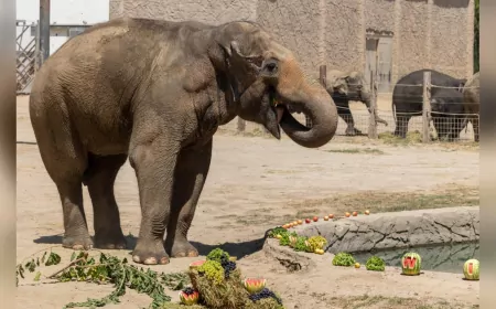 İzmir Doğal Yaşam Parkı’nda Fillerin Hayatını Kurtaran Ayak Bakımı