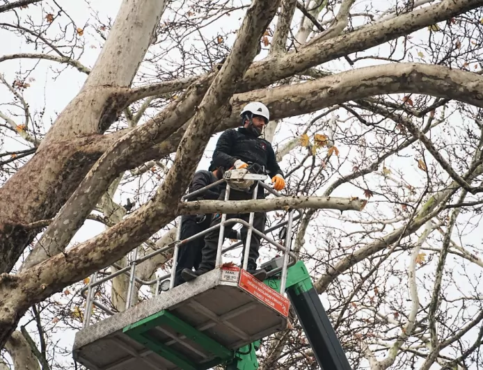 Düzce Belediyesi’nden Kış Öncesi Ağaç Budama Hamlesi