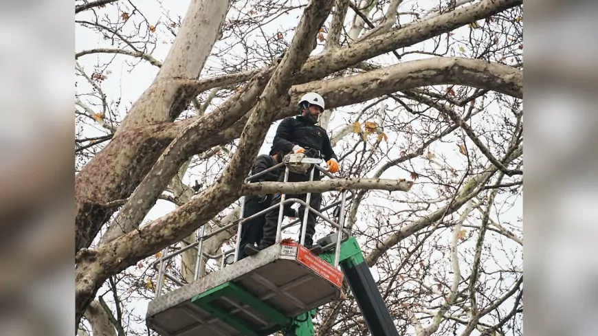 Düzce Belediyesi’nden Kış Öncesi Ağaç Budama Hamlesi