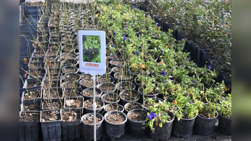 Kırşehir Belediyesi, Kır-Köy’de Sera Ortamında Bitki Üretimine Başladı