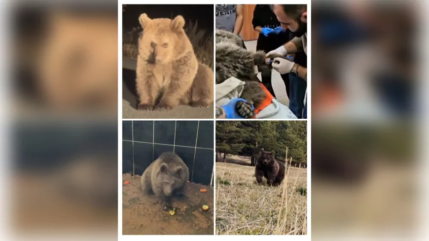 Yaralı Bulunan Yavru Boz Ayı Tedavi Edilip Doğaya Bırakıldı