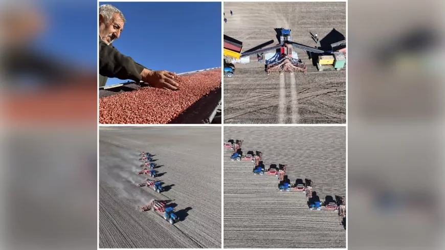 TİGEM, 77 Bin Dekarda Kuraklığa Dayanıklı Yerli Tohum Üretiyor