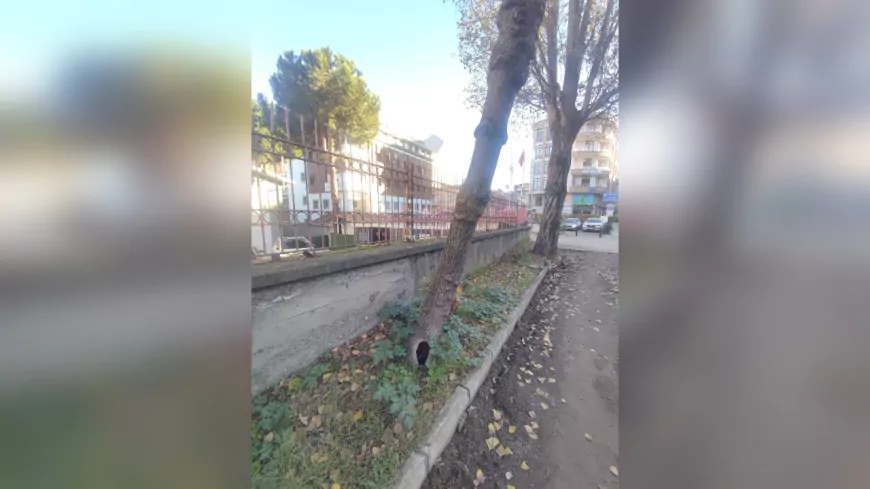 Trabzon Büyükşehir Belediyesi'nden Ağaç Kesimi İddialarına Yalanlama