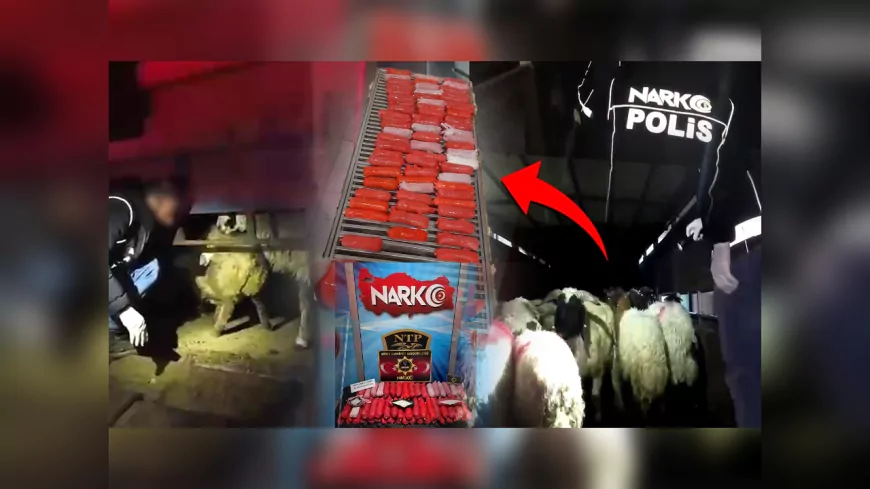 Siirt'te Küçükbaş Hayvanların Karın Boşluğuna Uyuşturucu Gizleyen 2 Şüpheli Gözaltına Alındı