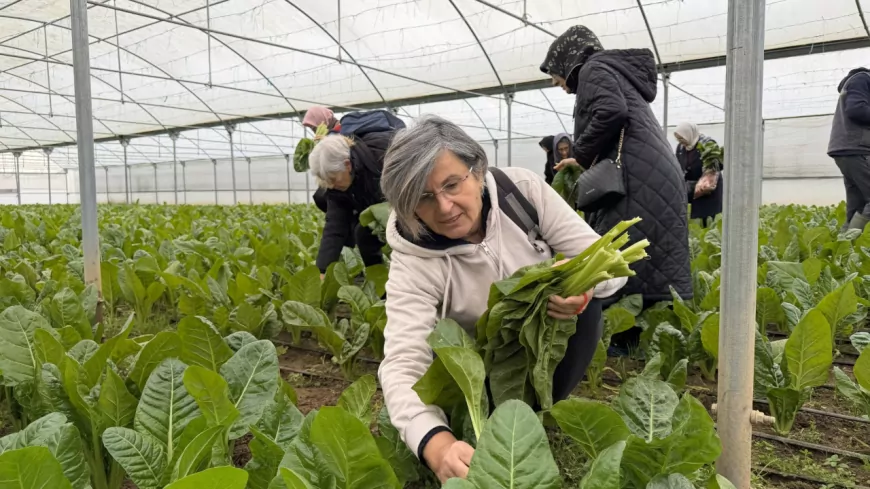 Saygınlar Kulübü Üyeleri Pazı ve Karalahana Hasadıyla Doğaya Dokundu