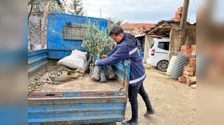 Eskişehir’de Zeytin Geleceğe Kök Salıyor