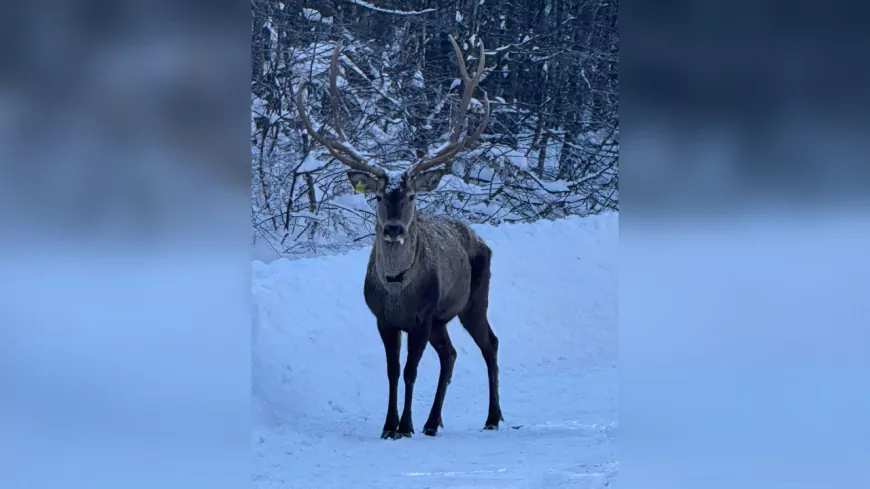 Karla Kaplı Kuzuyayla’da GPS Tasmalı Kızıl Geyik Görüntülendi