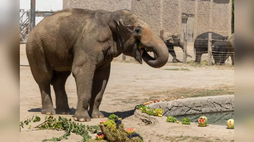İzmir Doğal Yaşam Parkı’nda Fillerin Hayatını Kurtaran Ayak Bakımı