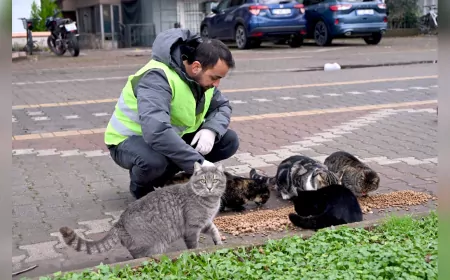 Yalova Belediyesi’nden Sokak Hayvanlarına Kış Desteği