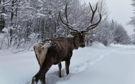 Kuzuyayla’nın Yeni Sakinleri: Kızıl Geyikler Doğayla Bütünleşti