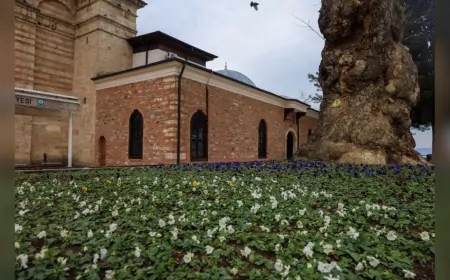 Bursa Kışın da Çiçek Bahçesine Dönüşüyor