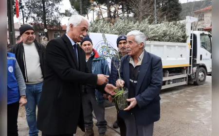 Muğla Büyükşehir’den Ula’da Üreticiye Zeytin ve Ceviz Fidanı Desteği