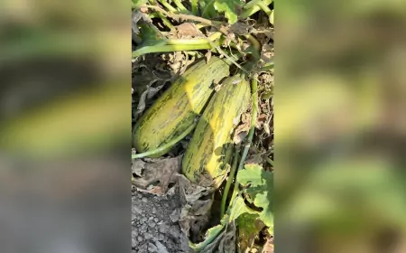 Balıkesir Büyükşehir’den Ata Tohumlarına Destek