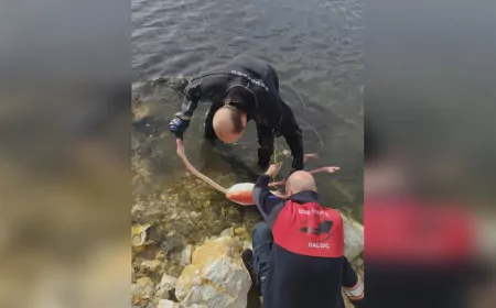 İzmir’de Flamingoyu Hayata Döndüren Kurtarma Operasyonu